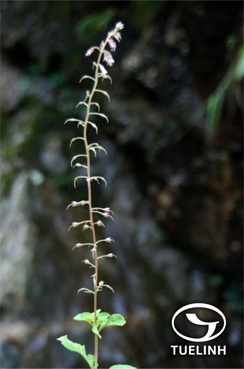 Lysimachia decurrens G. Forst. 1 Lysimachia decurrens G. Forst. 1