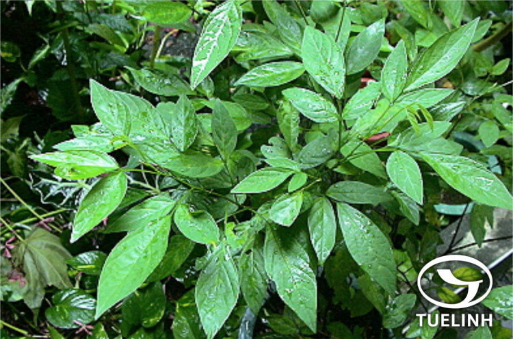 Desmodium caudatum (Thunb. ex Murr.) DC. 1 Desmodium caudatum (Thunb. ex Murr.) DC. 1