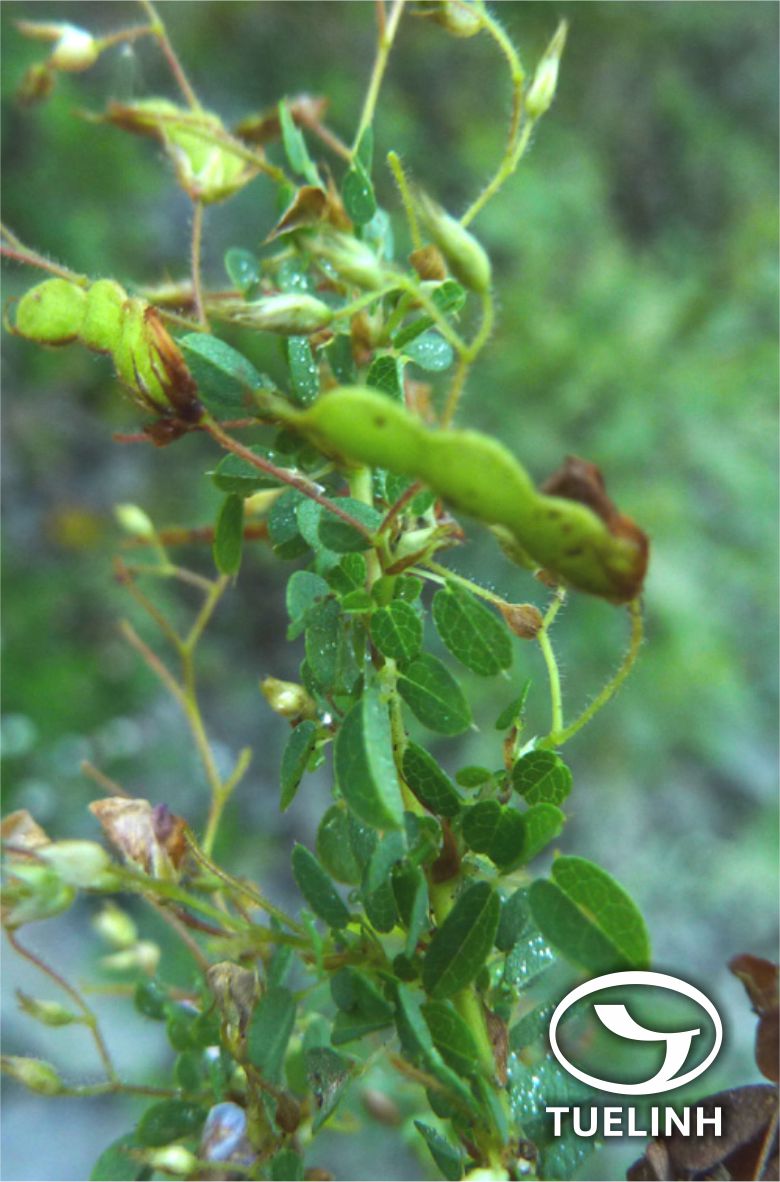 Desmodium microphyllum (Thunb. ex Murr.) DC. 1