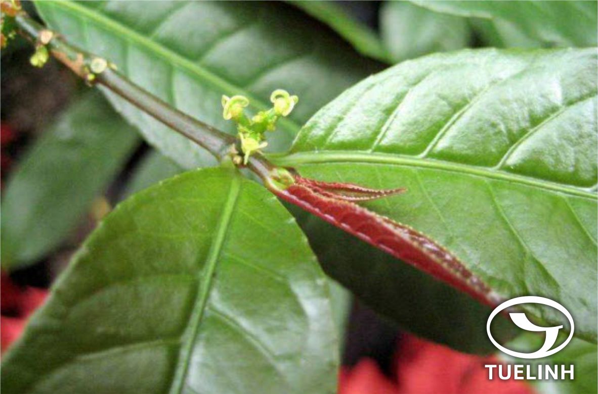 Excoecaria indica (Willd.) Muell.-Arg. 1