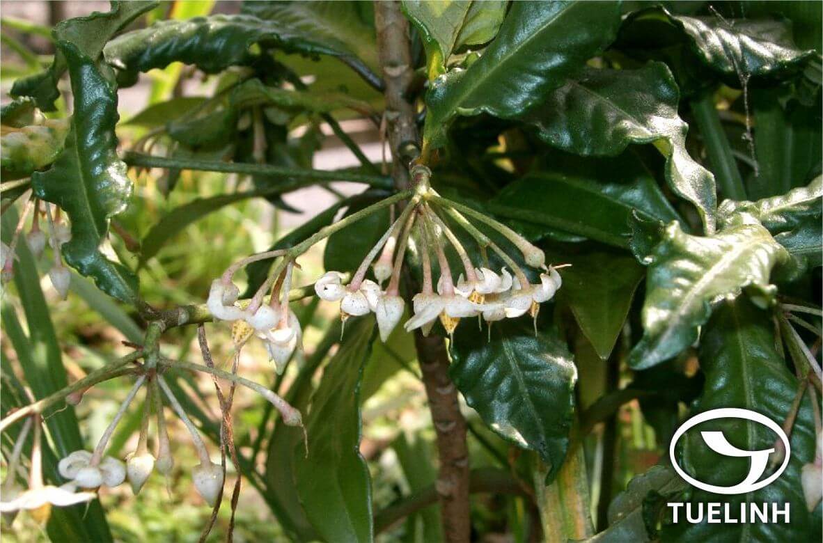 Ardisia dinhensis Pit. 1