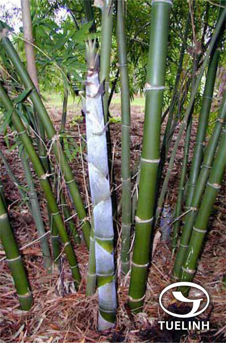 Dendrocalamus membranaceus Munro 1