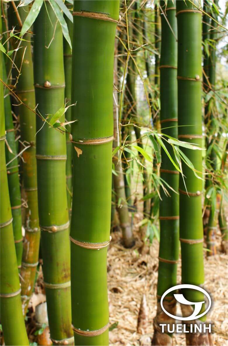 Бамбук это растение