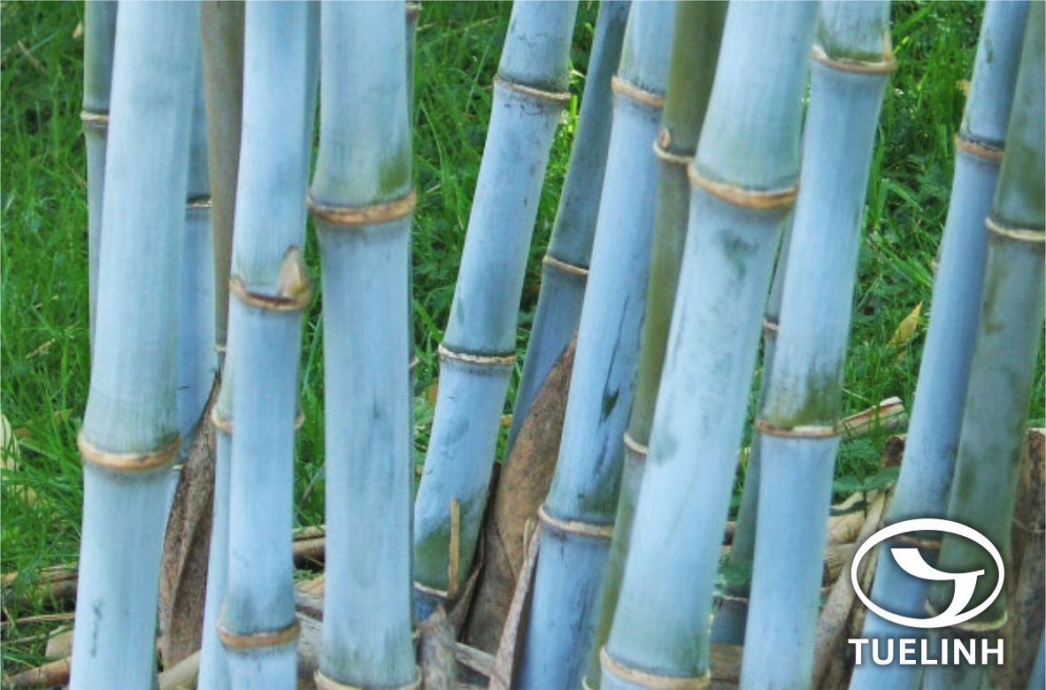 Bambusa textilis Mc Clure 1