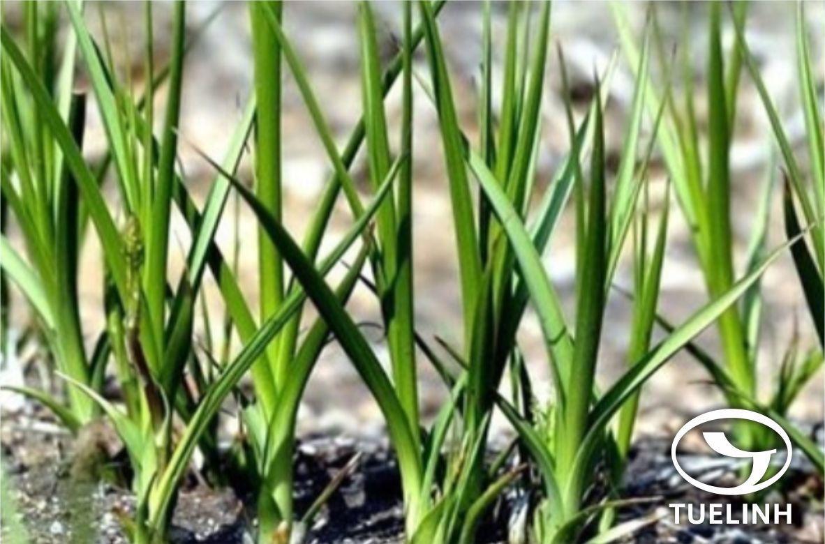 Anemarrhena asphodeloides Bunge 1