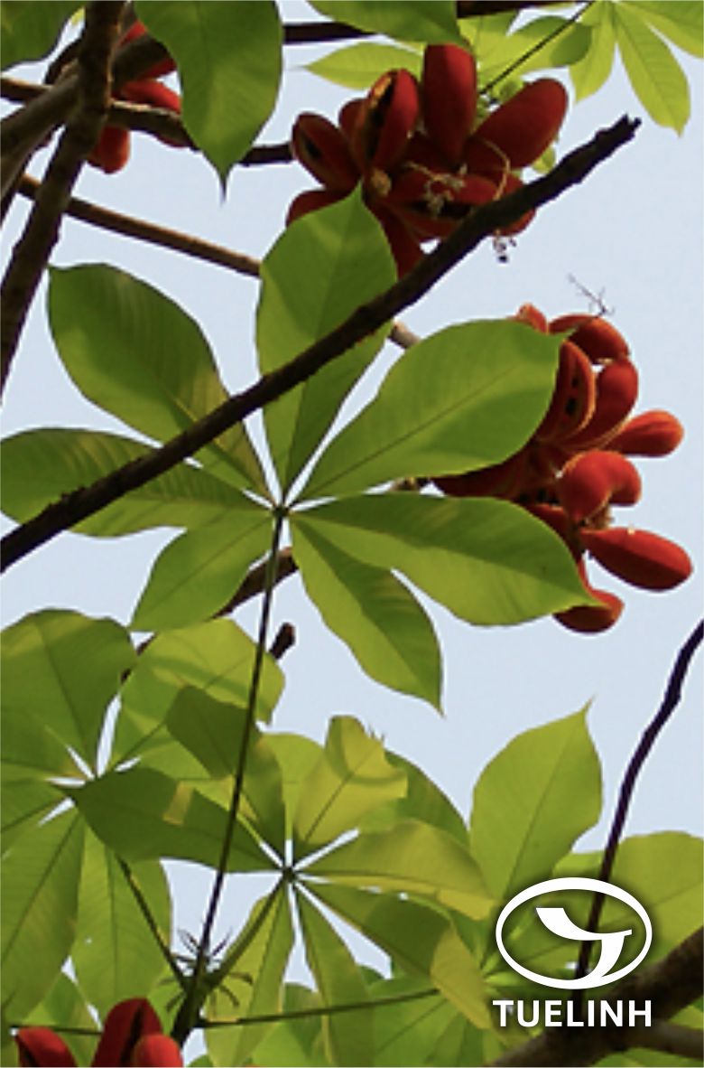 Sterculia pexa Pierre 1