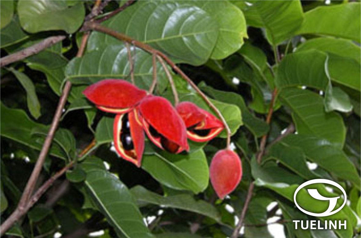 Sterculia nobilis Sm. 1