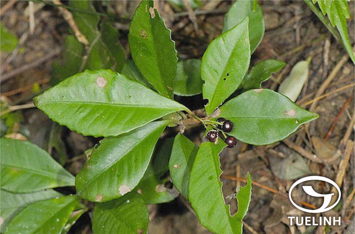 Ardisia chinensis Benth. 1