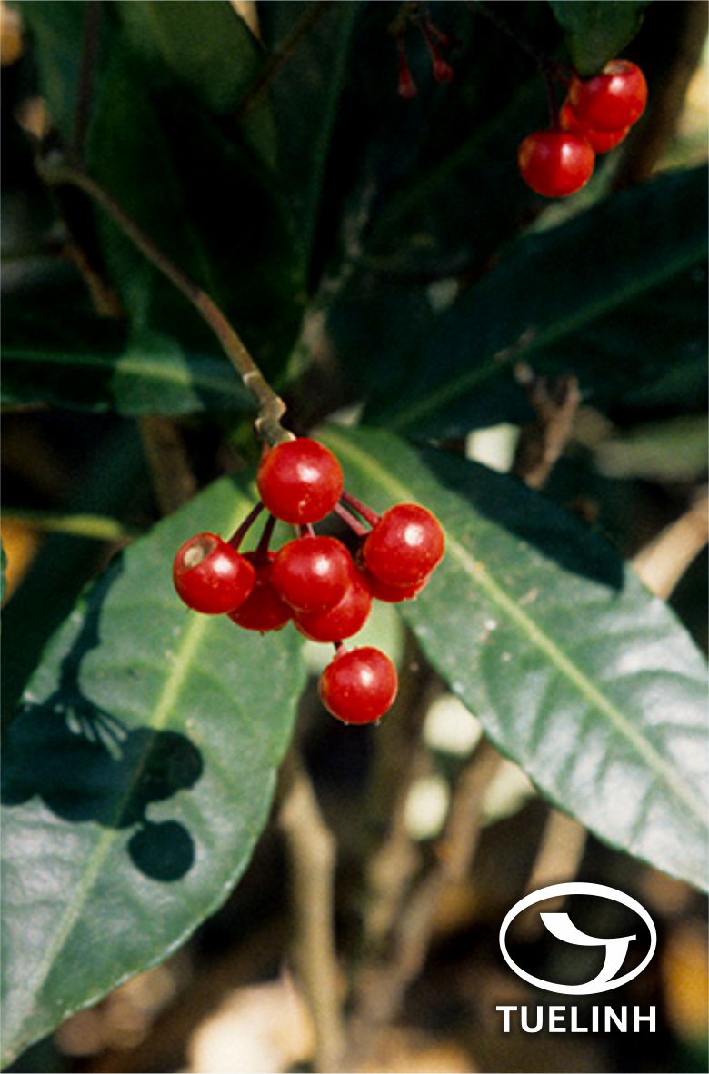 Ardisia crenata Sims 1