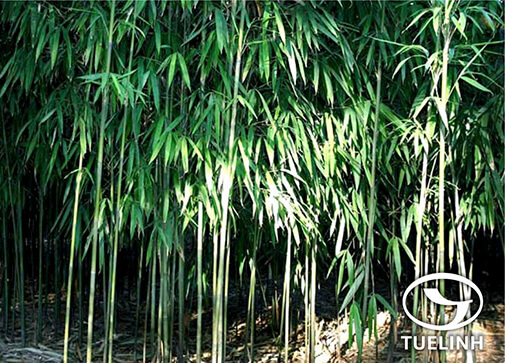 Pseudosasa amabilis (McClure) Keng f. 1 Pseudosasa amabilis (McClure) Keng f. 1