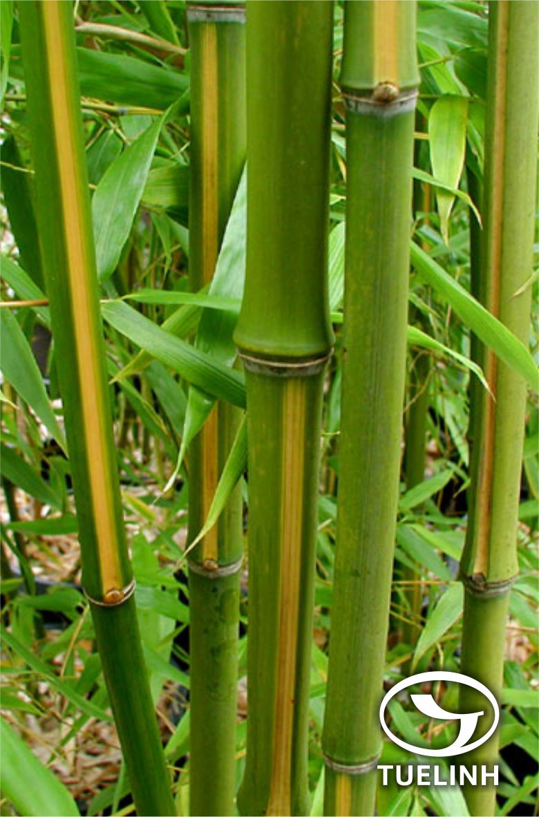 Phyllostachys bambusoides Sieb. et Zucc. 1
