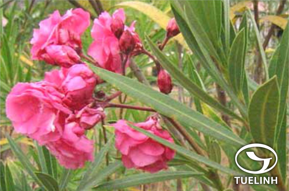 Nerium oleander L. 1 Nerium oleander L. 1