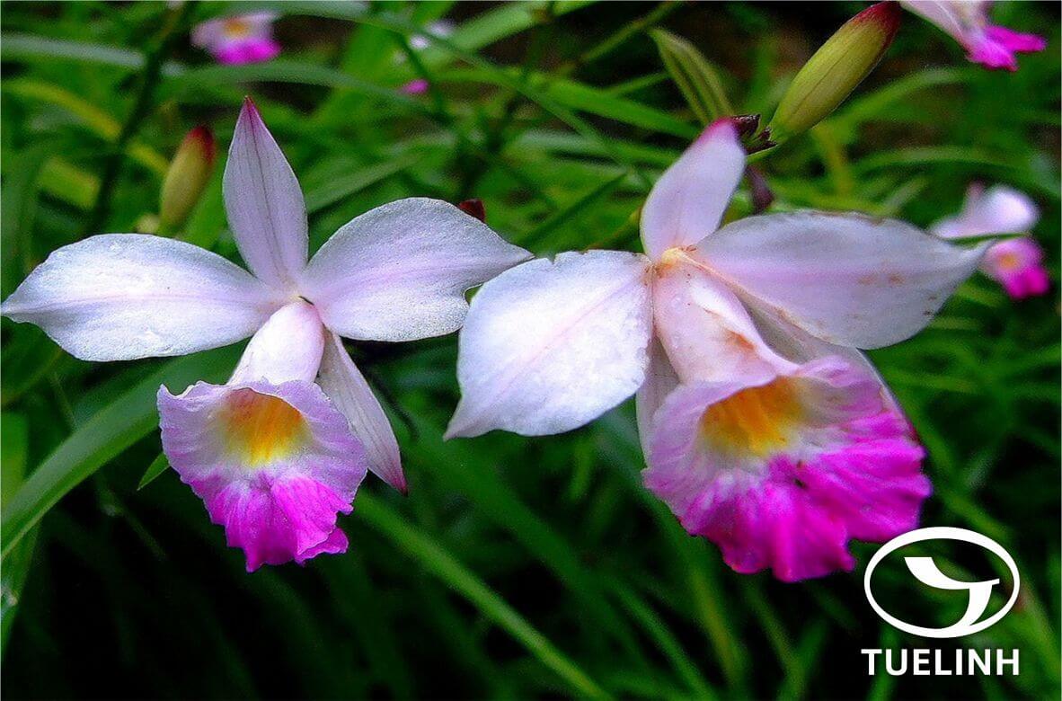 Arundina graminifolia (D.Don) Hochr. 1