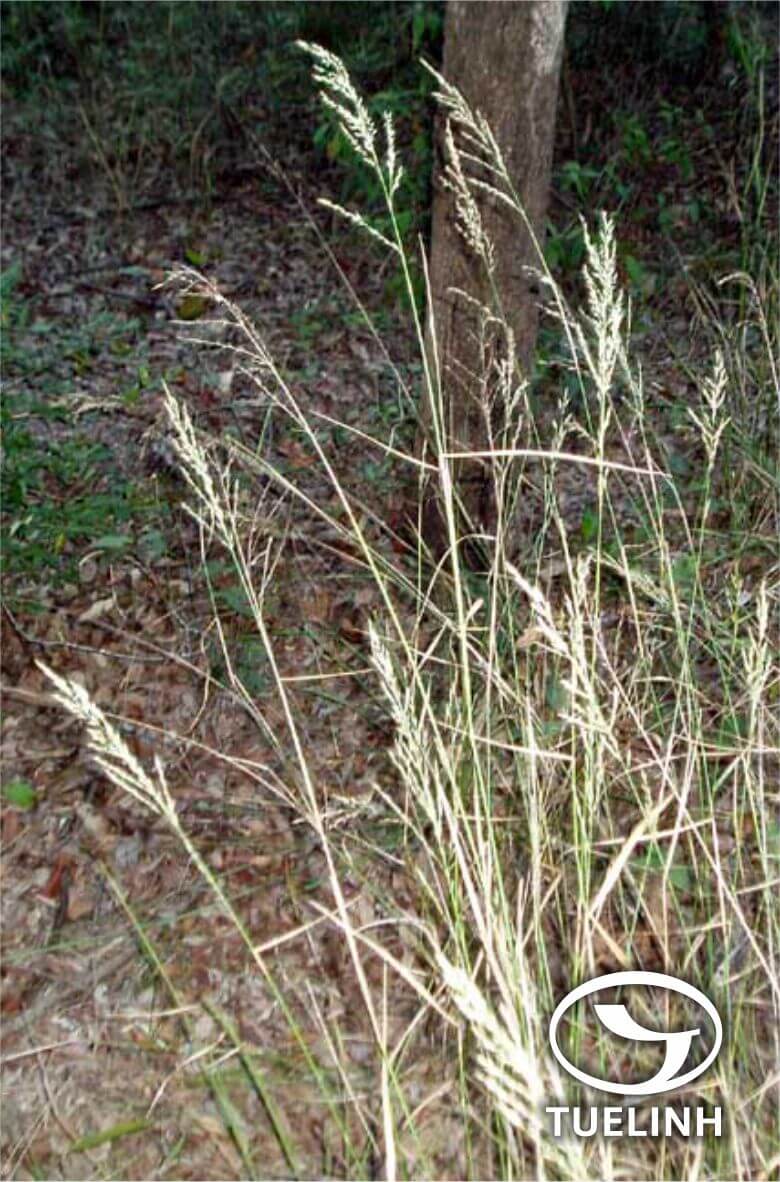 Arundinella nepalensis Trin. 1