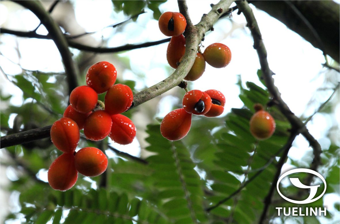 Cnestis palala (Lour.) Merr. 1 Cnestis palala (Lour.) Merr. 1