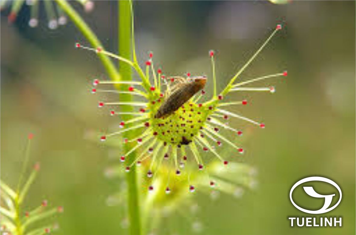 Drosera peltata Sm. 1 Drosera peltata Sm. 1