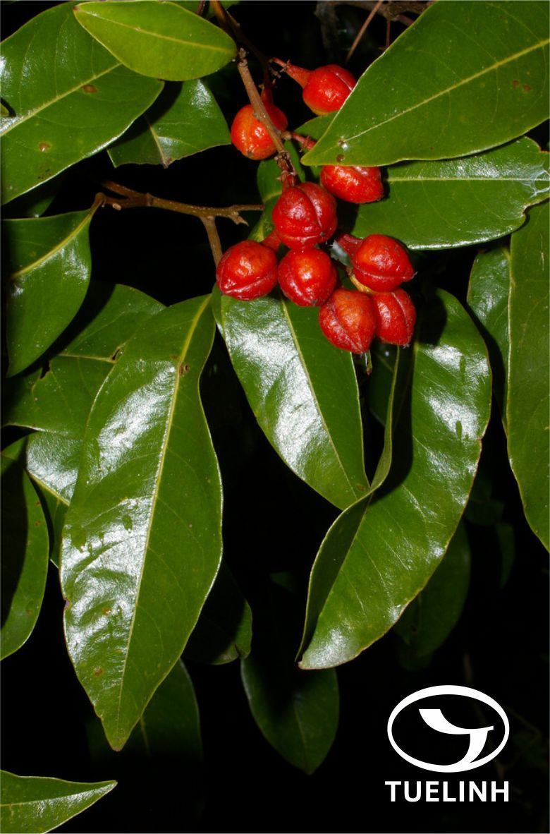 Mischocarpus sundaicus Blume 1