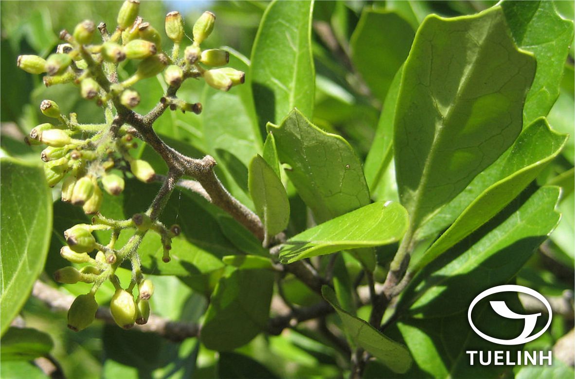 Greena corymbosa (Jack) K. Schum. 1