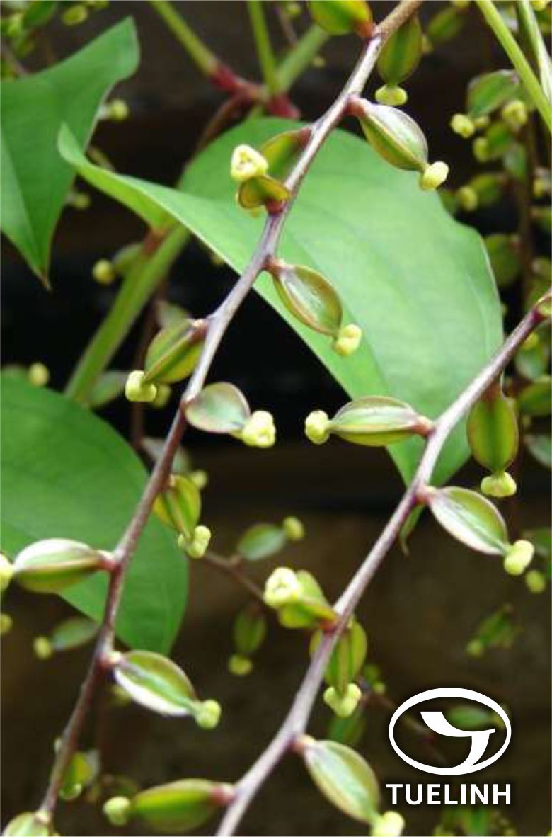 Dioscorea chingii Prain et Burk. 1