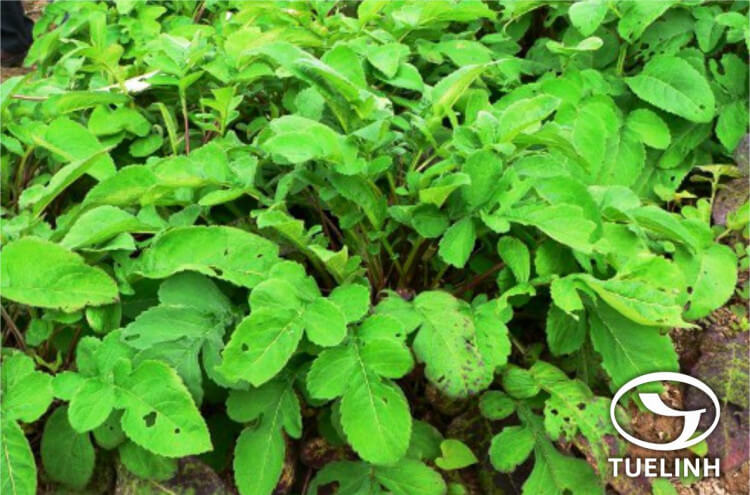 Dipsacus japonicus Miq. 1 Dipsacus japonicus Miq. 1