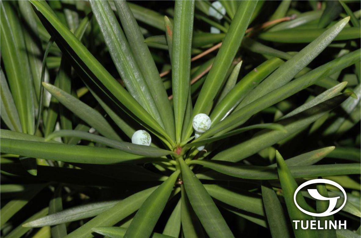 Podocarpus macrophyllus (Thunb.) Sw. 1 Podocarpus macrophyllus (Thunb.) Sw. 1
