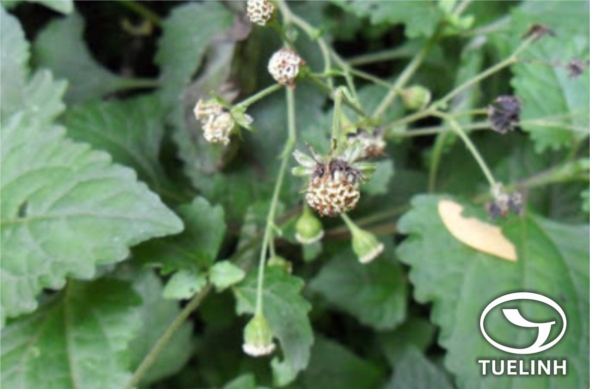 Adenostemma macrophyllum (Blume) DC. 1