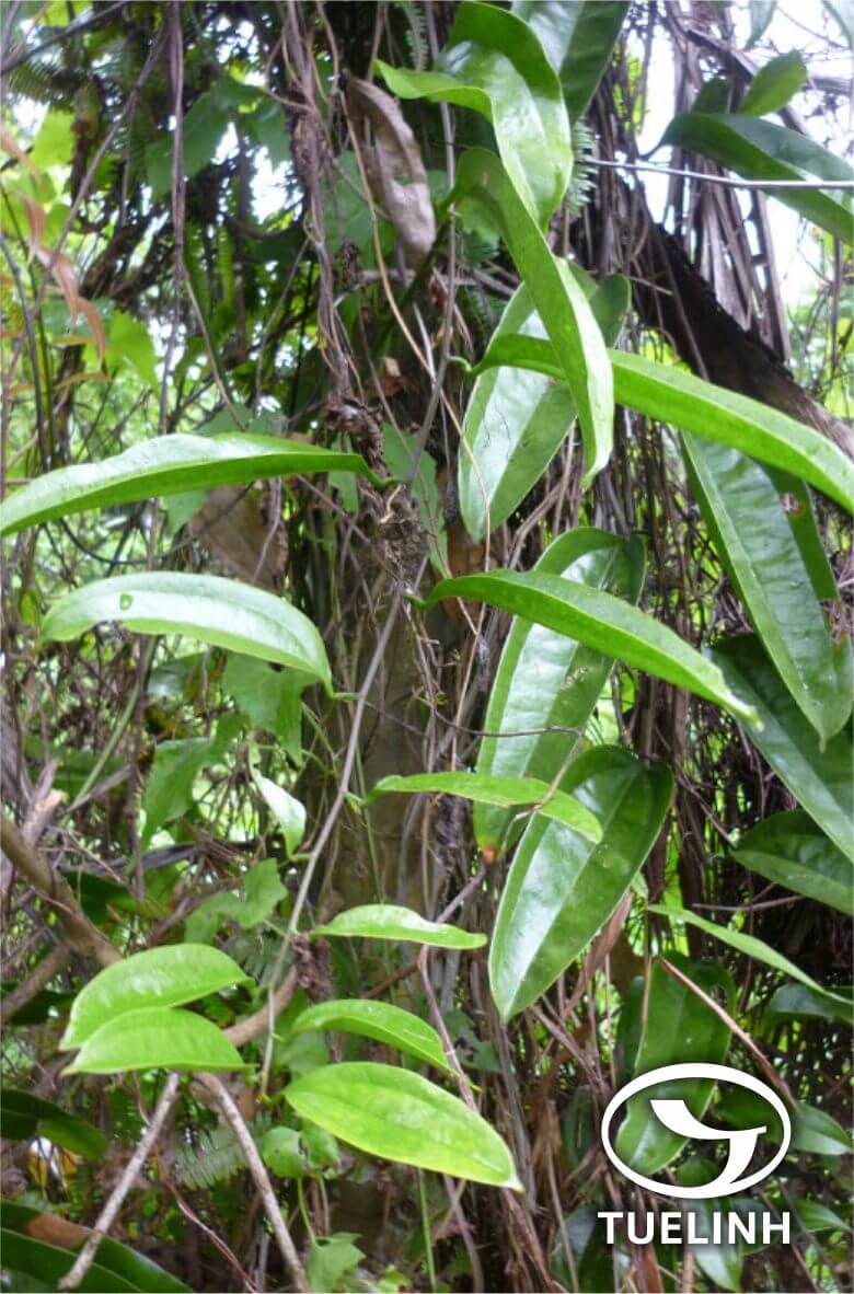 Smilax megacarpa A. DC. 1