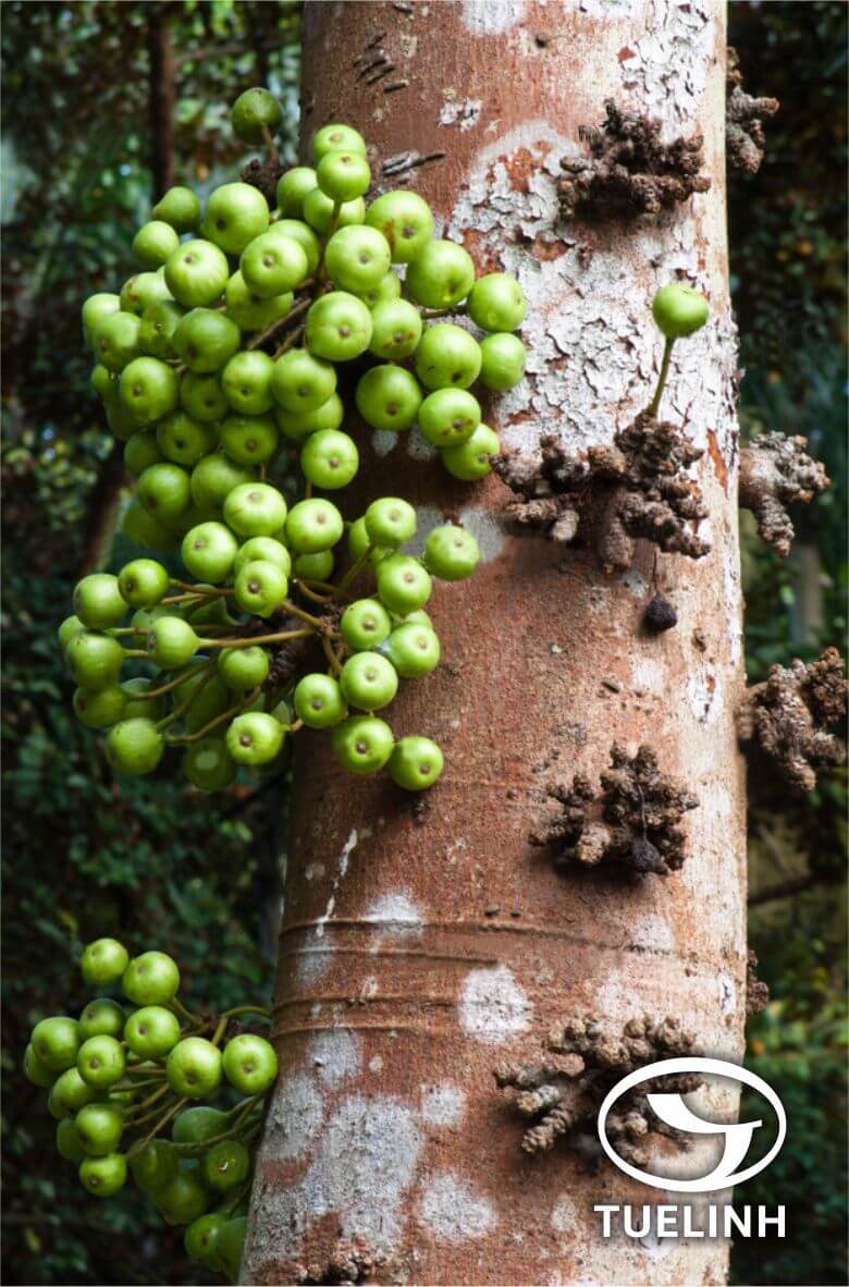 Ficus variegata Blume 1