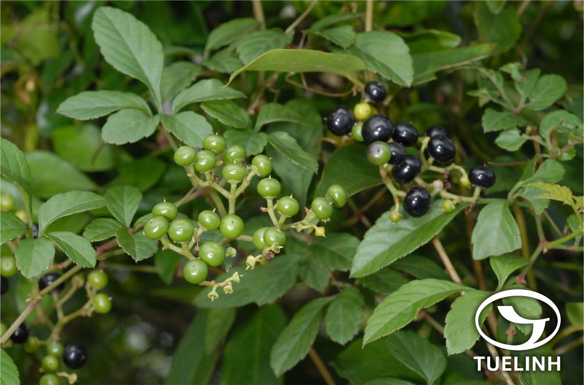 Cayratia oligocarpa (Levl. et Vaniot) Gagnep. 1