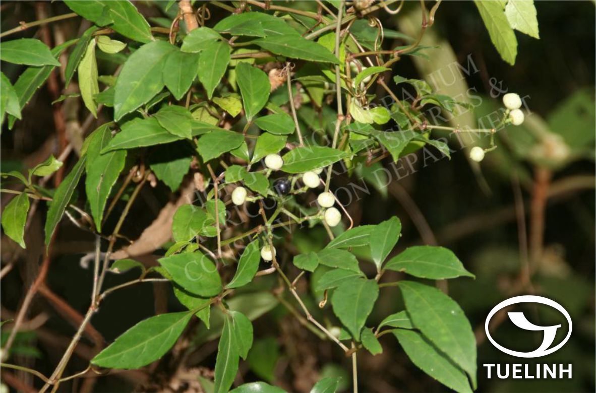 Cayratia corniculata (Benth.) Gagnep. 1 Cayratia corniculata (Benth.) Gagnep. 1