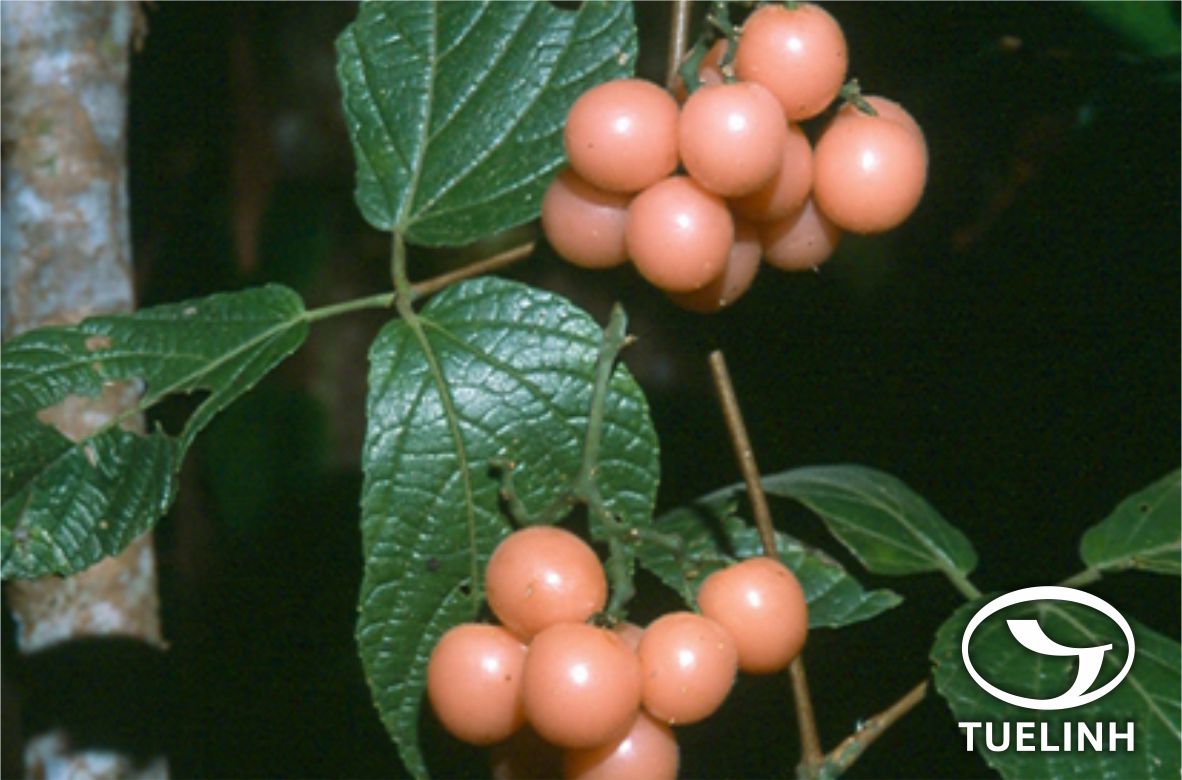 Cayratia wrayi (King) Gagnep. 1