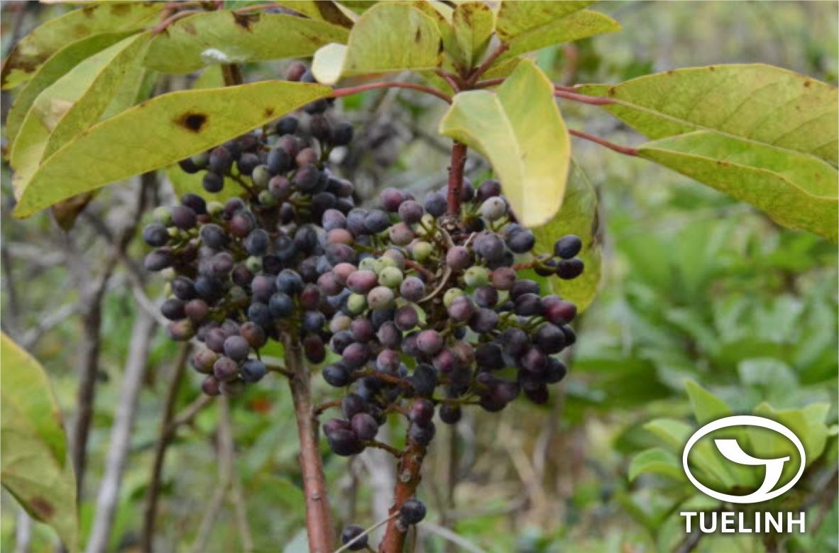 Daphniphyllum calycinum Benth. 1