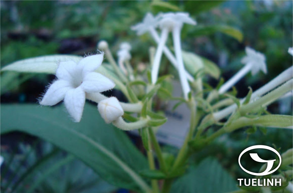 Hymenopogon parasiticus Wall. ex Roxb. 1 Hymenopogon parasiticus Wall. ex Roxb. 1