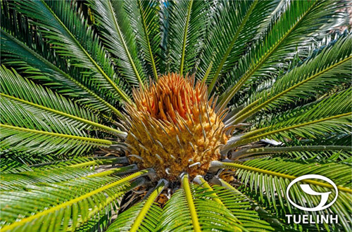 Cycas revoluta Thunb. 1