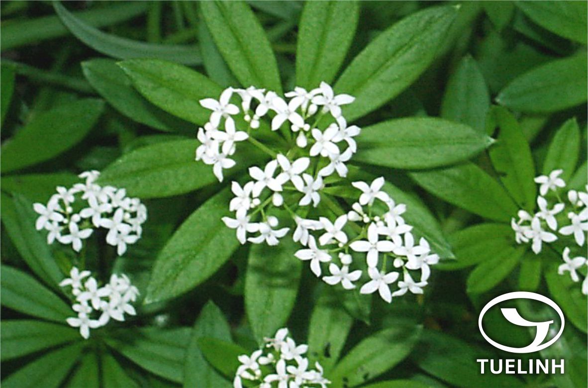 Galium rotundifolium L. 1 Galium rotundifolium L. 1