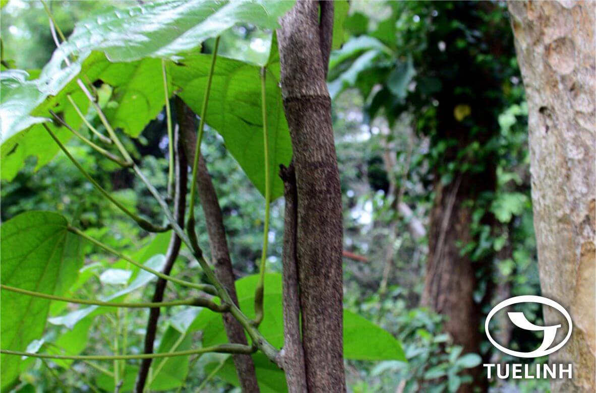 Arcangelisia flava (L.) Merr. 1