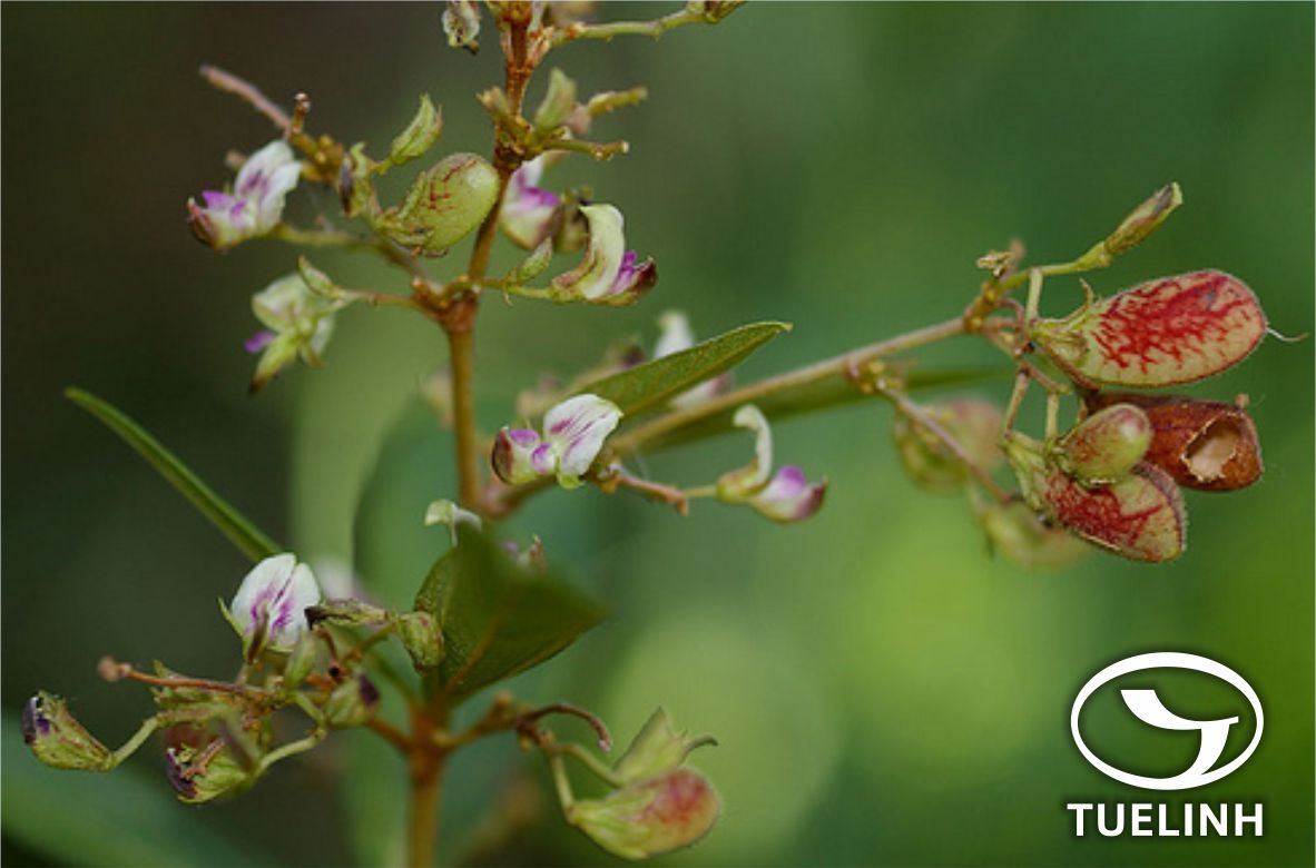 Flemingia lineata (L.) Roxb. ex Ait.f. 1