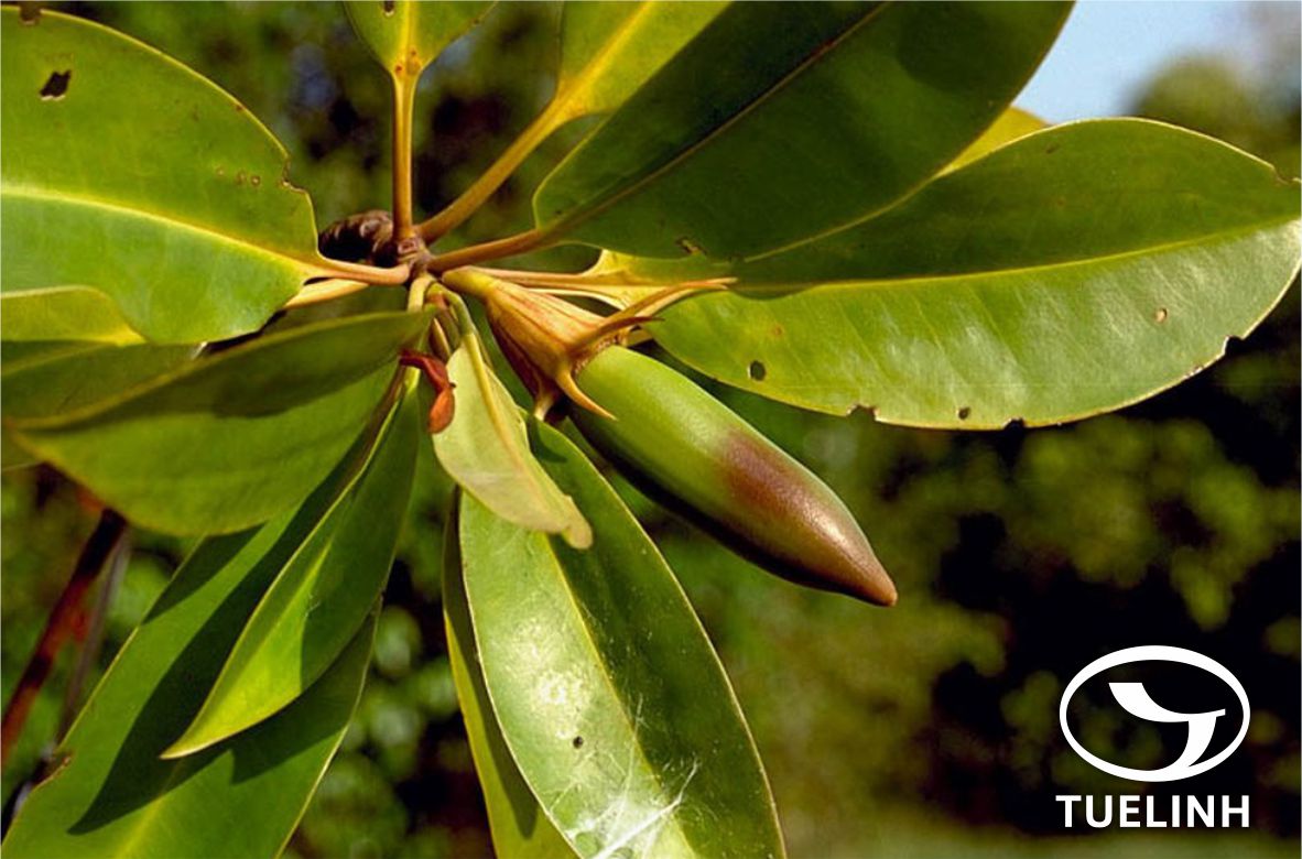 Bruguiera sexangula (Lour.) Poir. 1