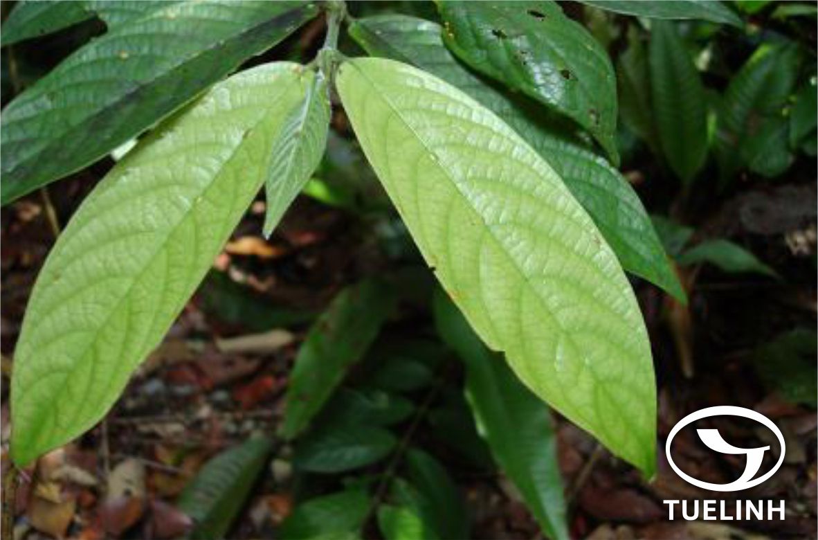 Urophyllum treptopodium Wall. 1 Urophyllum treptopodium Wall. 1
