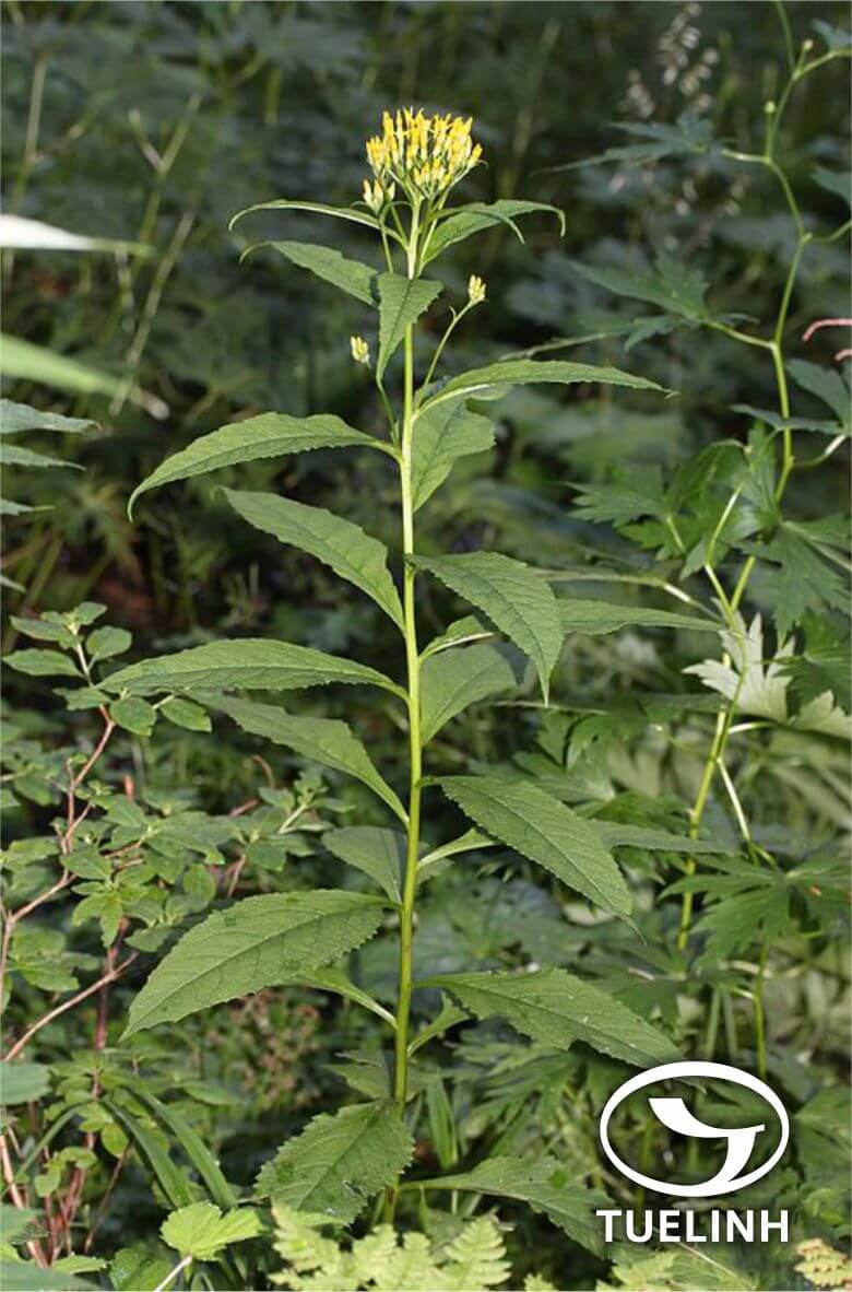 Senecio nemorensis L. 1