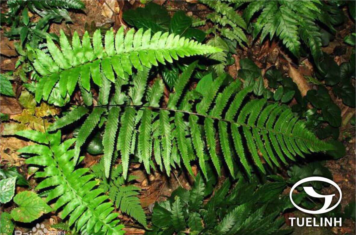 Microlepia marginata (Panze) C. Ch. 1 Microlepia marginata (Panze) C. Ch. 1