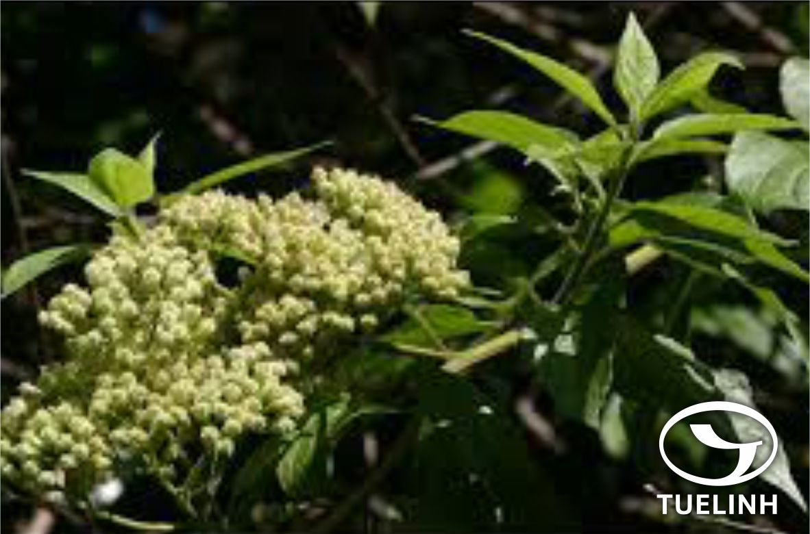 Microglossa pyrifolia (Lam.) Kuntze 1