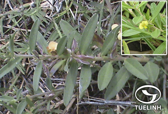 Polygala arvensis Willd. 1