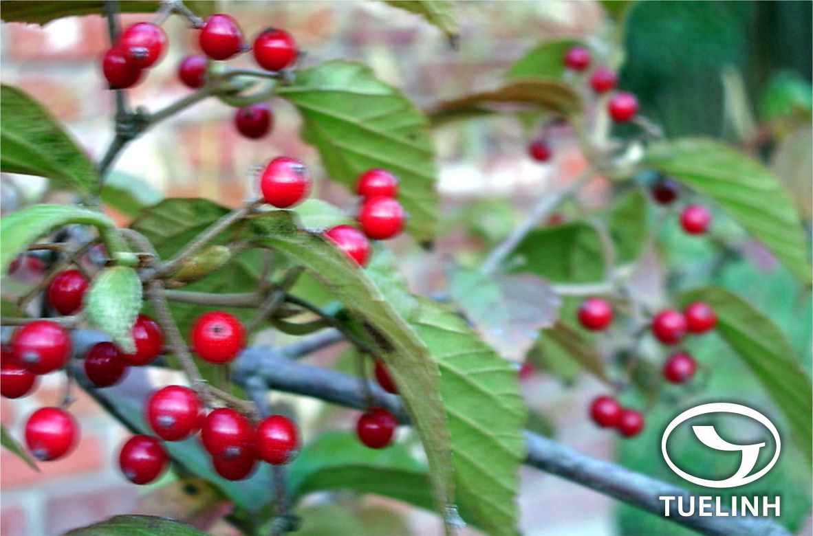 Viburnum luzonicum Rolfe 1