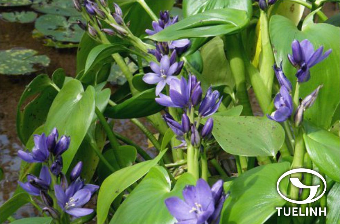 Monochoria korsakowii Regel & Maack 1 Monochoria korsakowii Regel & Maack 1