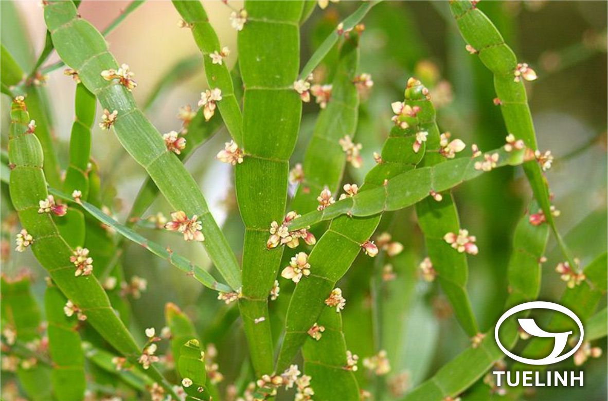 Muehlenbeckia platyclada (F. Muell. ex Hook.) Meisn. 1