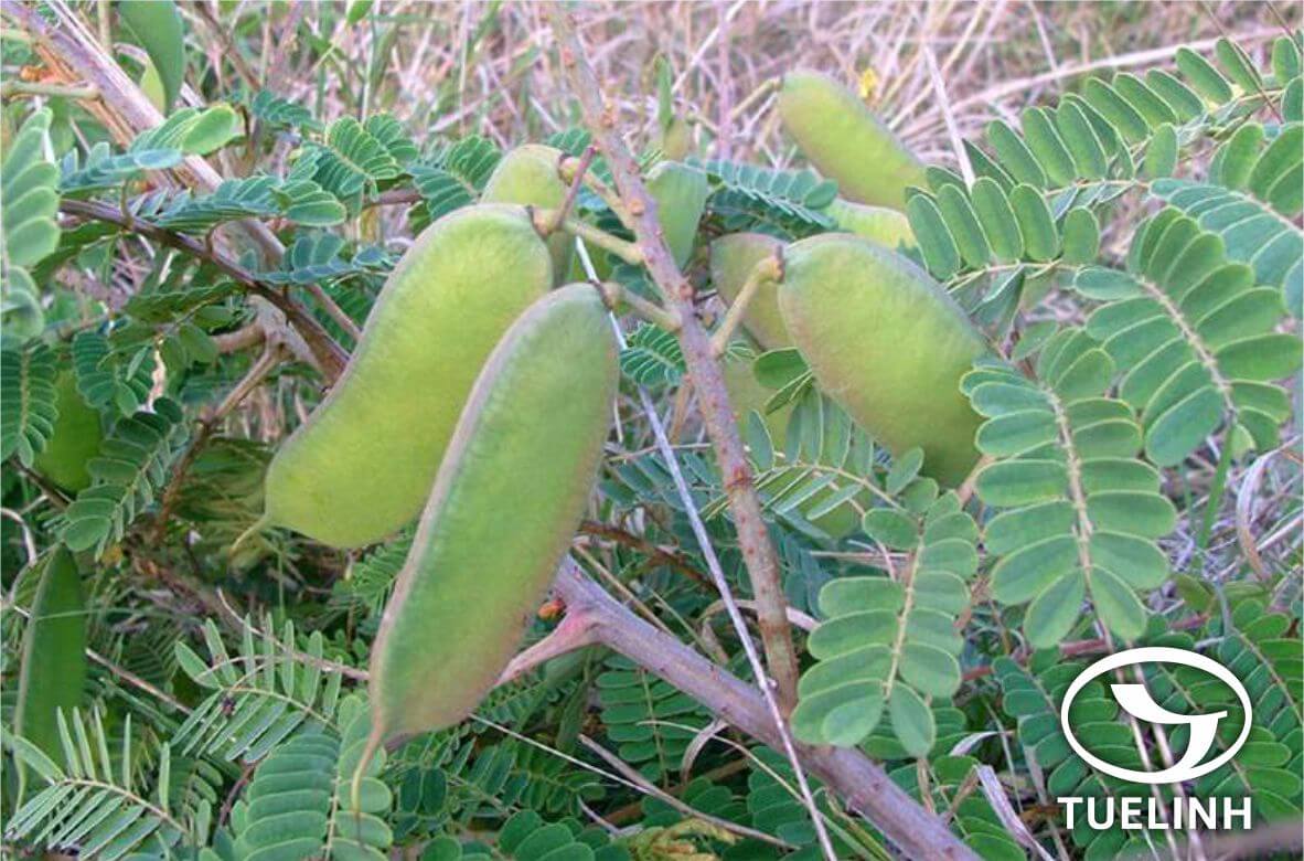 Caesalpinia decapetala (Roth) Alston 1