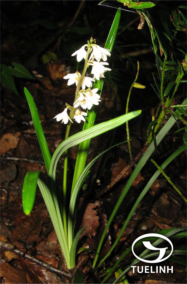 Ophiopogon tonkinensis Rodr. 1 Ophiopogon tonkinensis Rodr. 1