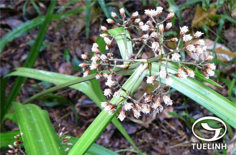 Hypolytrum nemorum (Vahl) Spreng. 1 Hypolytrum nemorum (Vahl) Spreng. 1