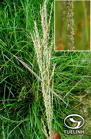 Sporobolus indicus (L.) R. Br. 1 Sporobolus indicus (L.) R. Br. 1